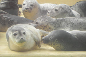 Nordseereise_OÖ_Stmk_Sbg_Malteser Reisen MHDA Ostfriesland Norddeich Seehundestation