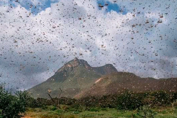 Heuschreckenplage in Kenia Malteser International MI Katastrophen